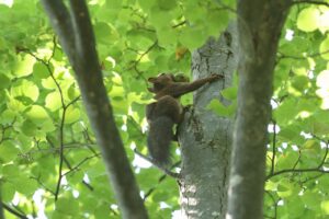 エゾリス2025年8月11日オニグルミの果実をくわえて木を登る