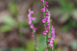 ネジバナ2025年8月18日