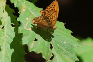 ミドリヒョウモン2025年8月11日