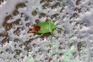 ハサミツノカメムシ2025年8月25日