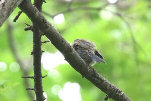 オオルリ幼鳥2025年8月3日