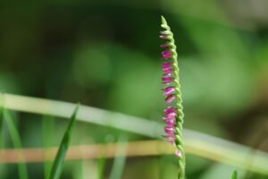 ネジバナ2025年8月3日