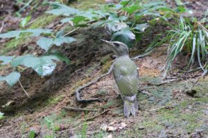 ヤマゲラ雌2025年8月11日記念樹の森にて8月5日