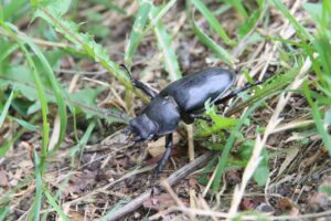 ミヤマクワガタ雌2025年8月18日