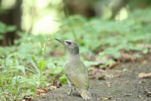 ヤマゲラ雌2025年8月11日学びの森にて8月9日