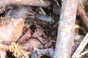 エンマコオロギ2025年8月25日