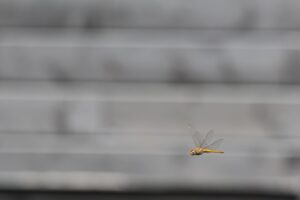 ウスバキトンボ2025年8月3日