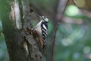 オオアカゲラ雄亜成鳥2025年8月25日