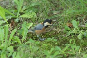 ヤマガラ2025年8月18日