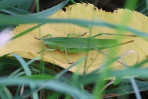 クサキリ2025年8月30日