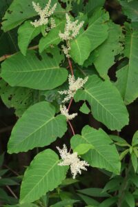 オオイタドリ2025年8月30日