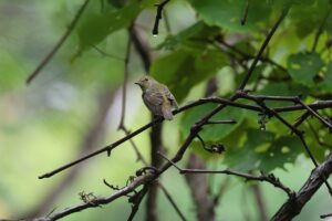 キビタキ幼鳥2025年8月30日1