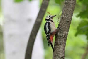 アカゲラ雄2025年8月30日