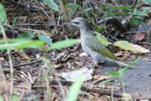 ヤマゲラ雌2025年8月3日1地面で採餌