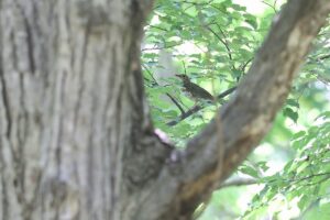 クロツグミ幼鳥2025年8月18日