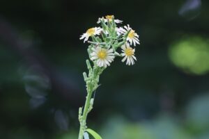 アキノノゲシ2025年8月18日