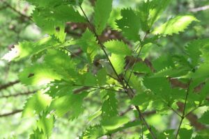 センダイムシクイ2025年8月18日