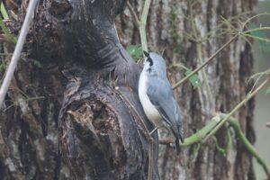 ゴジュウカラ2025年8月25日