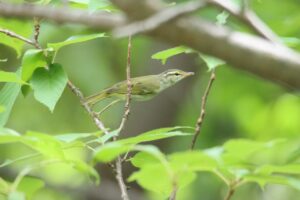 センダイムシクイ2025年8月11日