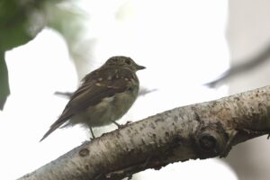 キビタキ幼鳥2025年8月3日