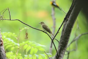 キビタキ雌2025年9月21日