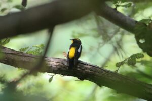 キビタキ雄2025年9月7日