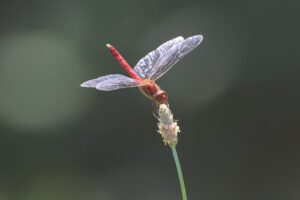 ナツアカネ雄2025年9月7日