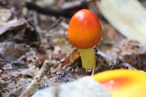 タマゴタケ2025年9月7日