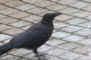 ハシボソガラス2025年9月15日