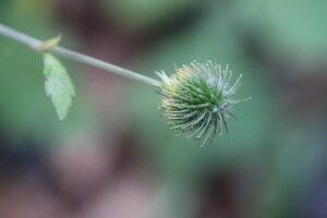 ダイコンソウ果実2025年9月21日