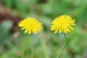ブタナ2025年9月21日