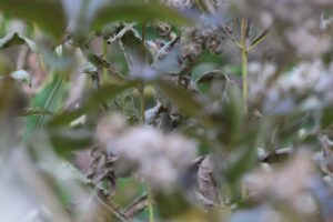 アオジ幼鳥2025年9月15日