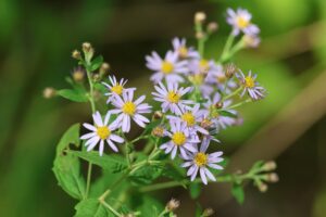 エゾノコンギク2025年9月１5日