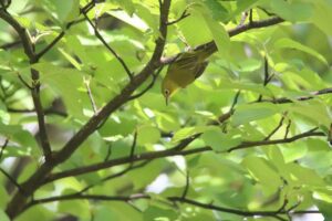 メジロ2025年9月15日