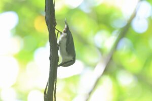 ゴジュウカラ2025年9月15日亜種シロハラゴジュウカラ