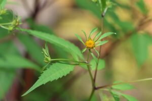 アメリカセンダングサ2025年9月7日1花