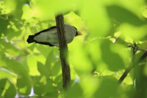 イカル2025年9月7日