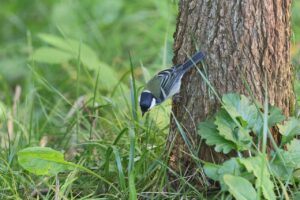シジュウカラ2025年9月28日