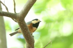 ヤマガラ2025年9月15日