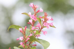 タニウツギ2025年9月21日