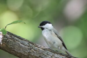 ハシブトガラ2025年9月21日
