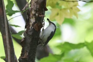 ゴジュウカラ2025年9月28日亜種シロハラゴジュウカラ