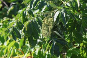 ヌルデ2025年9月15日B