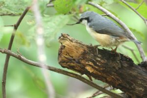 ゴジュウカラ2025年9月7日亜種シロハラゴジュウカラ