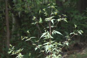 アメリカセンダングサ2025年9月7日2全体