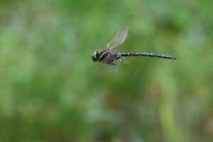 ルリボシヤンマ2025年9月15日