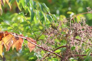 メジロ2025年9月28日