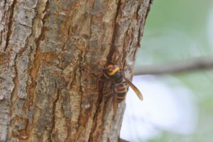 コガタスズメバチ2025年9月21日