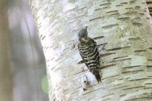 コゲラ2025年9月7日