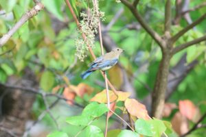 オオルリ2025年9月28日雄幼鳥タラノキ果実を食べる